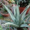 Vai alla scheda di Agave cerulata