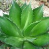 Vai alla scheda di Agave chiapensis