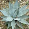 Vai alla scheda di Agave chrysantha