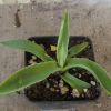 Vai alla scheda di Agave cundinamarcensis