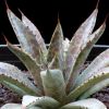 Vai alla scheda di Agave cv. bloodspot