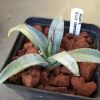 Vai alla scheda di Agave cv. blue emperor