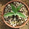 Vai alla scheda di Agave cv. blue flame marginata