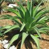 Vai alla scheda di Agave desmettiana