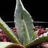 Vai alla scheda di Agave durangensis