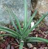 Vai alla scheda di Agave felgeri