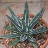 Vai alla scheda di Agave ferdinandi-regis