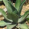 Vai alla scheda di Agave ferox