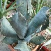 Vai alla scheda di Agave fortiflora