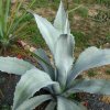 Vai alla scheda di Agave franzosini