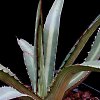 Vai alla scheda di Agave garciae-mendozae