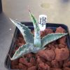 Vai alla scheda di Agave gentryi cv. jaws