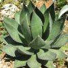 Vai alla scheda di Agave ghiesbreghtii