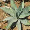 Vai alla scheda di Agave gigantensis