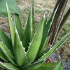 Vai alla scheda di Agave gilbeyi