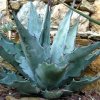 Vai alla scheda di Agave goldmaniana