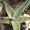 Vai alla scheda di Agave guiengola