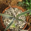 Vai alla scheda di Agave guiengola cv. medio-picta