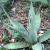 Vai alla scheda di Agave havardiana