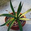 Vai alla scheda di Agave horrida ssp. perotensis