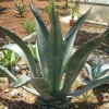 Vai alla scheda di Agave ingens