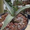 Vai alla scheda di Agave karwinschiana