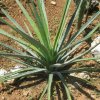 Vai alla scheda di Agave karwinskii