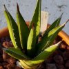 Vai alla scheda di Agave lechuguilla