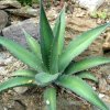 Vai alla scheda di Agave lechuguilla x asperrima