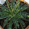 Vai alla scheda di Agave leopoldii