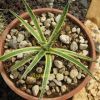 Vai alla scheda di Agave leopoldii v. variegata