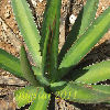 Vai alla scheda di Agave lophantha