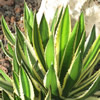 Vai alla scheda di Agave lophantha cv. quadricolor