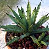 Vai alla scheda di Agave macroacantha