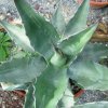 Vai alla scheda di Agave macroculmis