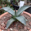 Vai alla scheda di Agave marmorata