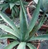 Vai alla scheda di Agave morani