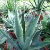 Vai alla scheda di Agave murphyae