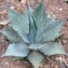 Vai alla scheda di Agave neomexicana