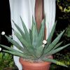 Vai alla scheda di Agave nigra