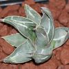 Vai alla scheda di Agave nigra x victoriae-reginae