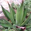 Vai alla scheda di Agave ocahui