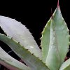 Vai alla scheda di Agave oroensis