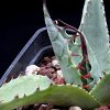 Vai alla scheda di Agave parrasana