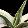 Vai alla scheda di Agave parryi