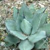 Vai alla scheda di Agave parryi v. huachucensis