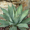 Vai alla scheda di Agave parryi v. truncata