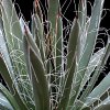 Vai alla scheda di Agave parviflora