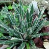 Vai alla scheda di Agave parviflora ssp. flexiflora