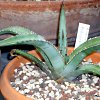 Vai alla scheda di Agave peacockii